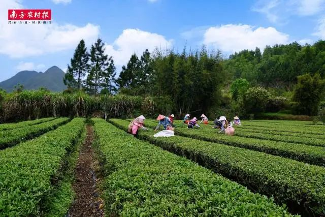 在标准化生产体系下，莲花山茶品质显著提升，市场价格走高，带动茶农收入大幅增长。