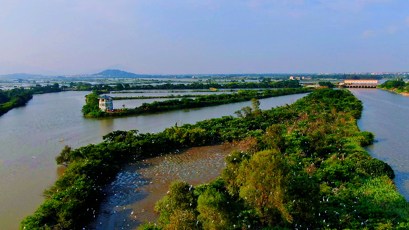 湿地“万鸟翔集”.jpg